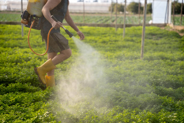 Best Ant Control Services  in Roseau, MN