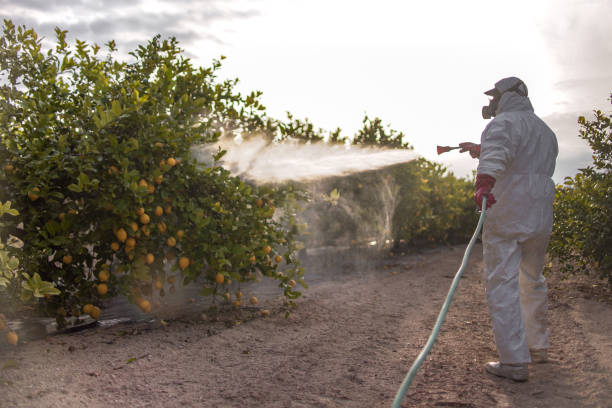 Best Termite Control Services  in Roseau, MN